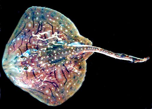 Raja undulata04